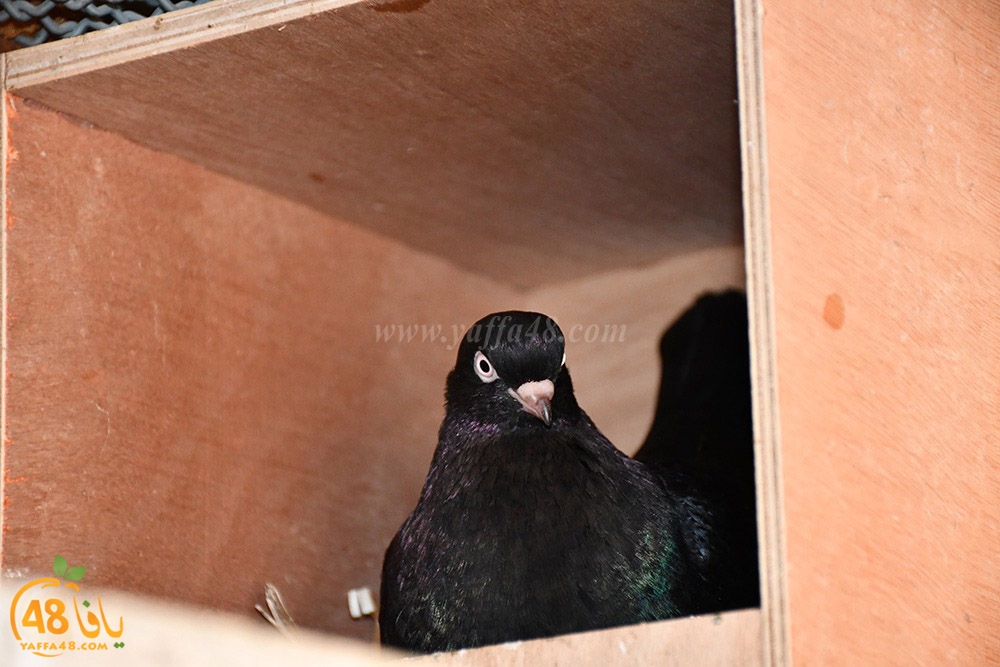 zohdi 3ashoor (84).jpeg